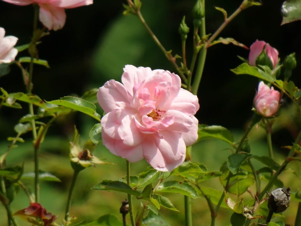 Small Garden Design Tips & Tricks