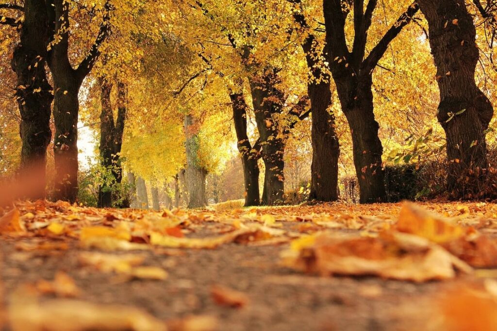 Autumn Gardening Tips