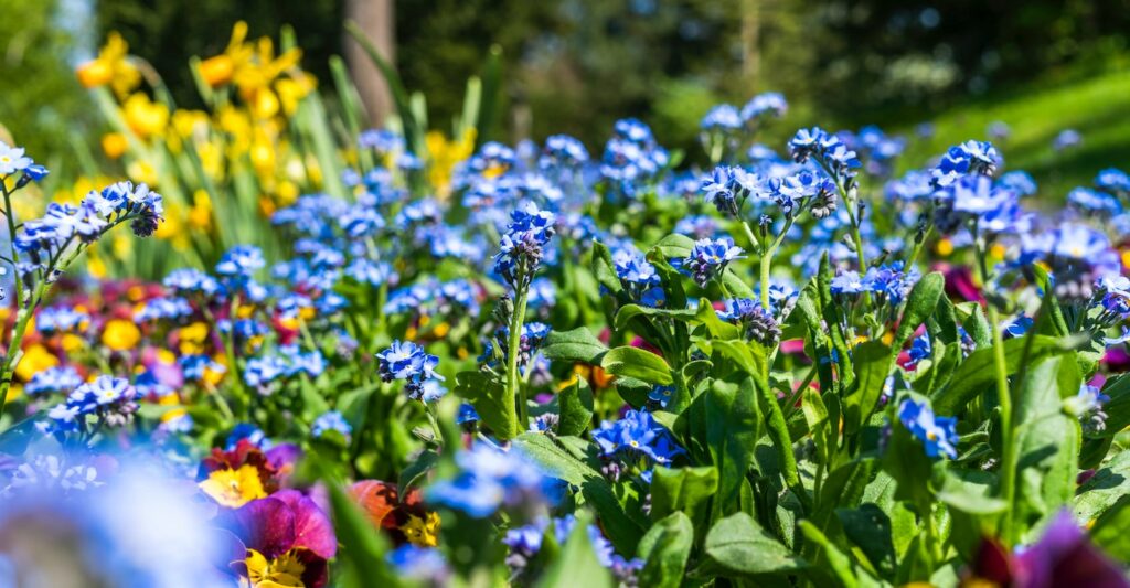 How to  Design and Plant a Flower Bed